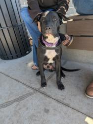 Shelter Stray Male Dog last seen Near Gilmer Street SW, Atlanta, GA, 1251 Fulton Industrial Blvd NW, Atlanta, GA 30336, USA