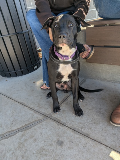 Shelter Stray Male Dog last seen Near Gilmer Street SW, Atlanta, GA, 1251 Fulton Industrial Blvd NW, Atlanta, GA 30336, USA