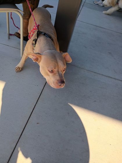 Shelter Stray Female Dog last seen Near Kingston Rd, Atlanta, GA, 1251 Fulton Industrial Blvd NW, Atlanta, GA 30336, USA