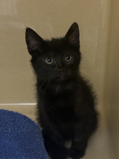 Shelter Stray Unknown Cat last seen avenue e, Zone 3, MS, 8755 Farm to Market 1516, Converse, TX 78109, USA