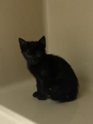 Shelter Stray Unknown Cat last seen avenue e, Zone 3, MS, 8755 Farm to Market 1516, Converse, TX 78109, USA