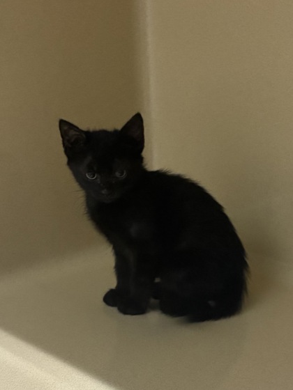 Shelter Stray Unknown Cat last seen avenue e, Zone 3, MS, 8755 Farm to Market 1516, Converse, TX 78109, USA