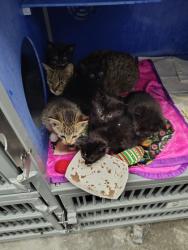 Shelter Stray Female Cat last seen Walnut - Town of Washington, Town of Washington, WI, 3900 Old Town Hall Rd, Eau Claire, WI 54701, USA