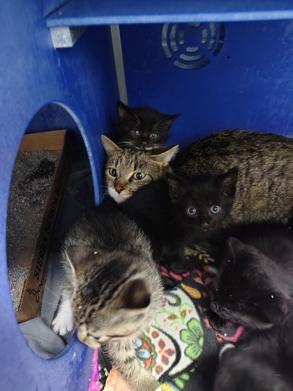 Shelter Stray Female Cat last seen Walnut - Town of Washington, Town of Washington, WI, 3900 Old Town Hall Rd, Eau Claire, WI 54701, USA