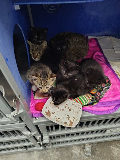 Shelter Stray Female Cat last seen Walnut - Town of Washington, Town of Washington, WI, 3900 Old Town Hall Rd, Eau Claire, WI 54701, USA