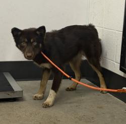 Shelter Stray Female Dog last seen Near Lexington, 5th District, OH, 9203 Detroit Ave, Cleveland, OH 44102, USA