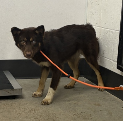 Shelter Stray Female Dog last seen Near Lexington, 5th District, OH, 9203 Detroit Ave, Cleveland, OH 44102, USA