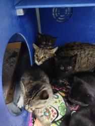 Shelter Stray Male Cat last seen Walnut - Town of Washington, Town of Washington, WI, 3900 Old Town Hall Rd, Eau Claire, WI 54701, USA
