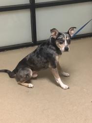 Shelter Stray Male Dog last seen Near E I20, East District, TX, 355 Hillshire Dr, Haslet, TX 76052, USA