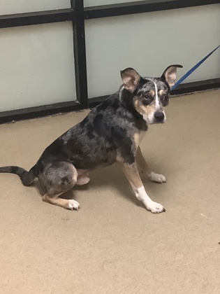 Shelter Stray Male Dog last seen Near E I20, East District, TX, 355 Hillshire Dr, Haslet, TX 76052, USA