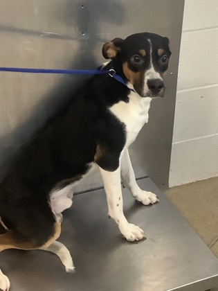 Shelter Stray Male Dog last seen Near E I20, East District, TX, 355 Hillshire Dr, Haslet, TX 76052, USA