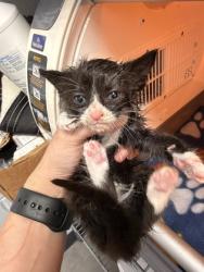 Shelter Stray Female Cat last seen Near Rollover Creek road, New Bern, NC, 1639 Old Airport Rd, New Bern, NC 28562, USA