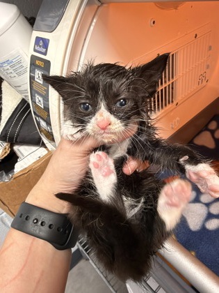 Shelter Stray Female Cat last seen Near Rollover Creek road, New Bern, NC, 1639 Old Airport Rd, New Bern, NC 28562, USA