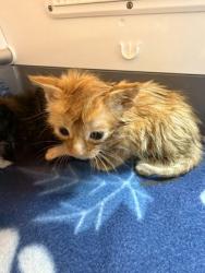 Shelter Stray Male Cat last seen Near Rollover Creek road, New Bern, NC, 1639 Old Airport Rd, New Bern, NC 28562, USA