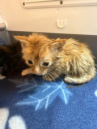 Shelter Stray Male Cat last seen Near Rollover Creek road, New Bern, NC, 1639 Old Airport Rd, New Bern, NC 28562, USA