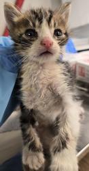 Shelter Stray Male Cat last seen E Gettysburg Ave & Minnewawa Ave, Cedar Grove Zone Fresno CO 4, CA, 1510 W Dan Ronquillo Dr, Fresno, CA 93706, USA