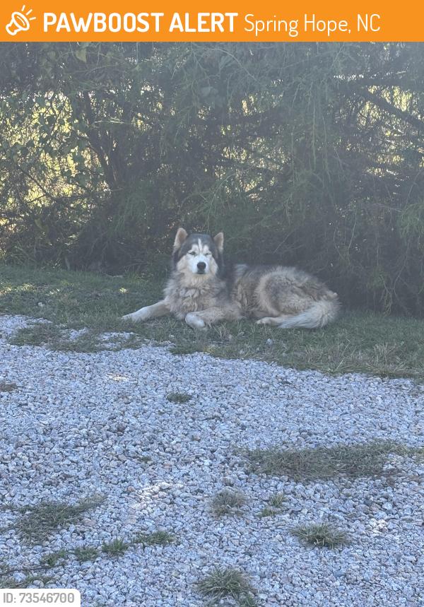 Found/Stray Male Dog last seen Na, Spring Hope, NC 27882