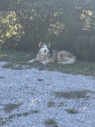 Found/Stray Male Dog last seen Na, Spring Hope, NC 27882