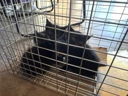Shelter Stray Female Cat last seen CEDAR PARK, SAGE CANYON DR, Williamson County, TX, 1855 SE Inner Loop, Georgetown, TX 78626, USA