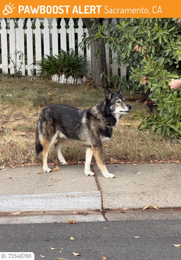 Found/Stray Male Dog last seen Rosefield and rosebrook, Sacramento, CA 95826