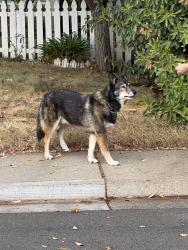 Found/Stray Male Dog last seen Rosefield and rosebrook, Sacramento, CA 95826