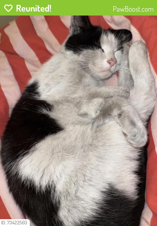 Reunited Male Cat last seen Newbiggin by the sea, Newbiggin-by-the-Sea, England 