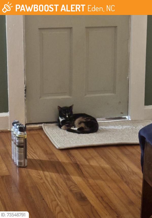 Found/Stray Female Cat last seen Madison street Eden, Eden, NC 27288