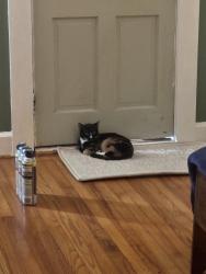Found/Stray Female Cat last seen Madison street Eden, Eden, NC 27288