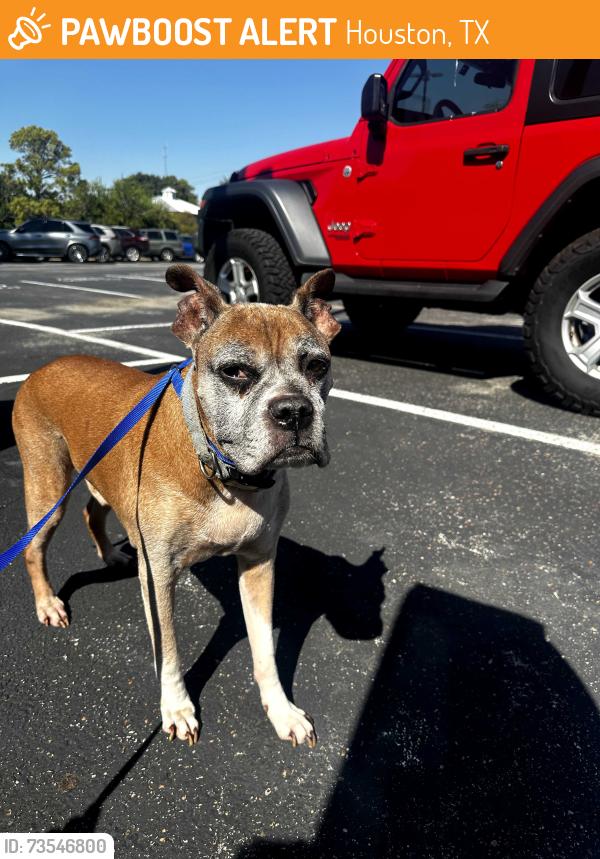 Found/Stray Male Dog last seen Near whataburger on westheimer. Near memorial, dairy ashford, energy corridor., Houston, TX 77082