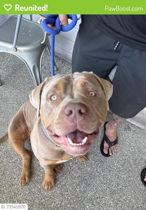 Reunited Male Dog last seen Near el Centro td, Sacramento, CA 95834