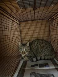 Shelter Stray Female Cat last seen Near Cedar Elm Trail, AUSTIN, TX, 78735, 7201 Levander Loop bldg a, Austin, TX 78702, USA