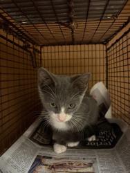 Shelter Stray Male Cat last seen Near Cedar Elm Trail, AUSTIN, TX, 78735, 7201 Levander Loop bldg a, Austin, TX 78702, USA
