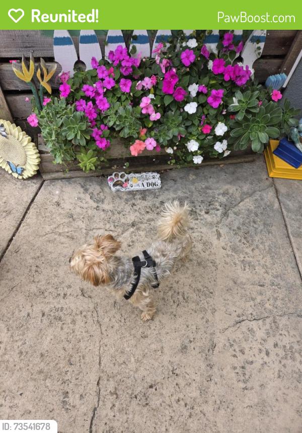 Reunited Male Dog last seen Amesti Road, Watsonville, CA 95076