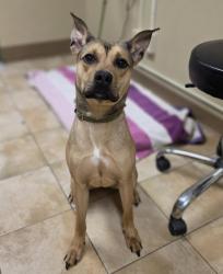Shelter Stray Female Dog last seen SW Capitol Hwy / SW 26th Ave, PORTLAND, OR, 97219, 1700 W Historic Columbia River Hwy, Troutdale, OR 97060, USA
