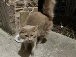 Found/Stray Unknown Cat last seen Jefferson middle school, San Antonio, TX 78254