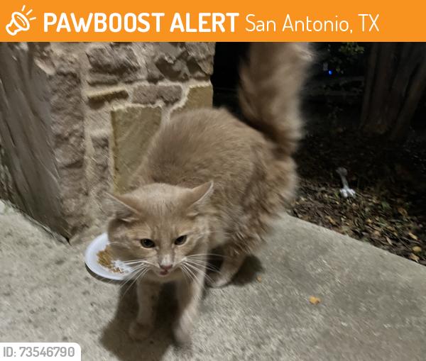 Found/Stray Unknown Cat last seen Jefferson middle school, San Antonio, TX 78254