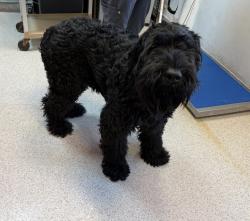 Shelter Stray Female Dog last seen 71-01 Parson'S Boulevard, FRESH MEADOWS, NY, 11365, 326 E 110th St, New York, NY 10029, USA