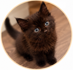 Shelter Stray Male Cat last seen 102nd/Burnside, OR, 1700 W Historic Columbia River Hwy, Troutdale, OR 97060, USA