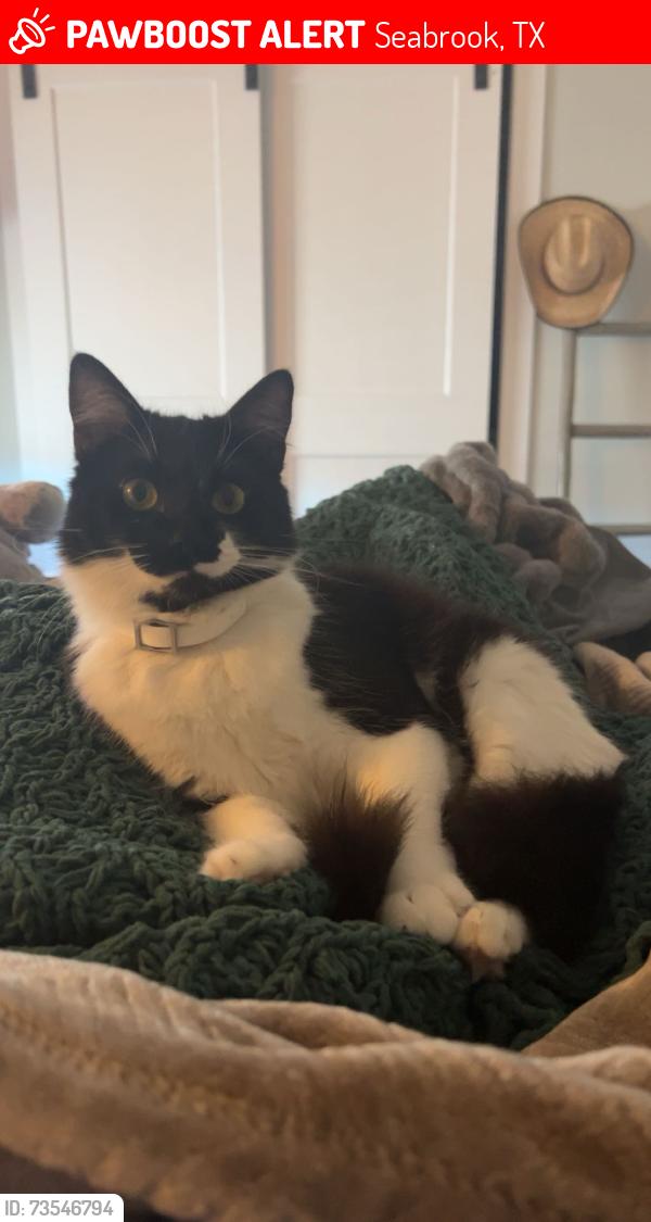 Lost Female Cat last seen Toddville Rd by Mass Nursery, Seabrook, TX 77586