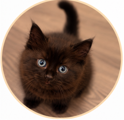 Shelter Stray Female Cat last seen 102nd/Burnside, OR, 1700 W Historic Columbia River Hwy, Troutdale, OR 97060, USA