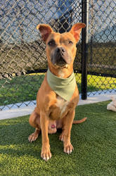 Shelter Stray Male Dog last seen LA, 410 Dugas Rd, Lafayette, LA 70507, USA