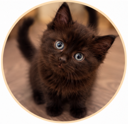 Shelter Stray Male Cat last seen 102nd/Burnside, OR, 1700 W Historic Columbia River Hwy, Troutdale, OR 97060, USA