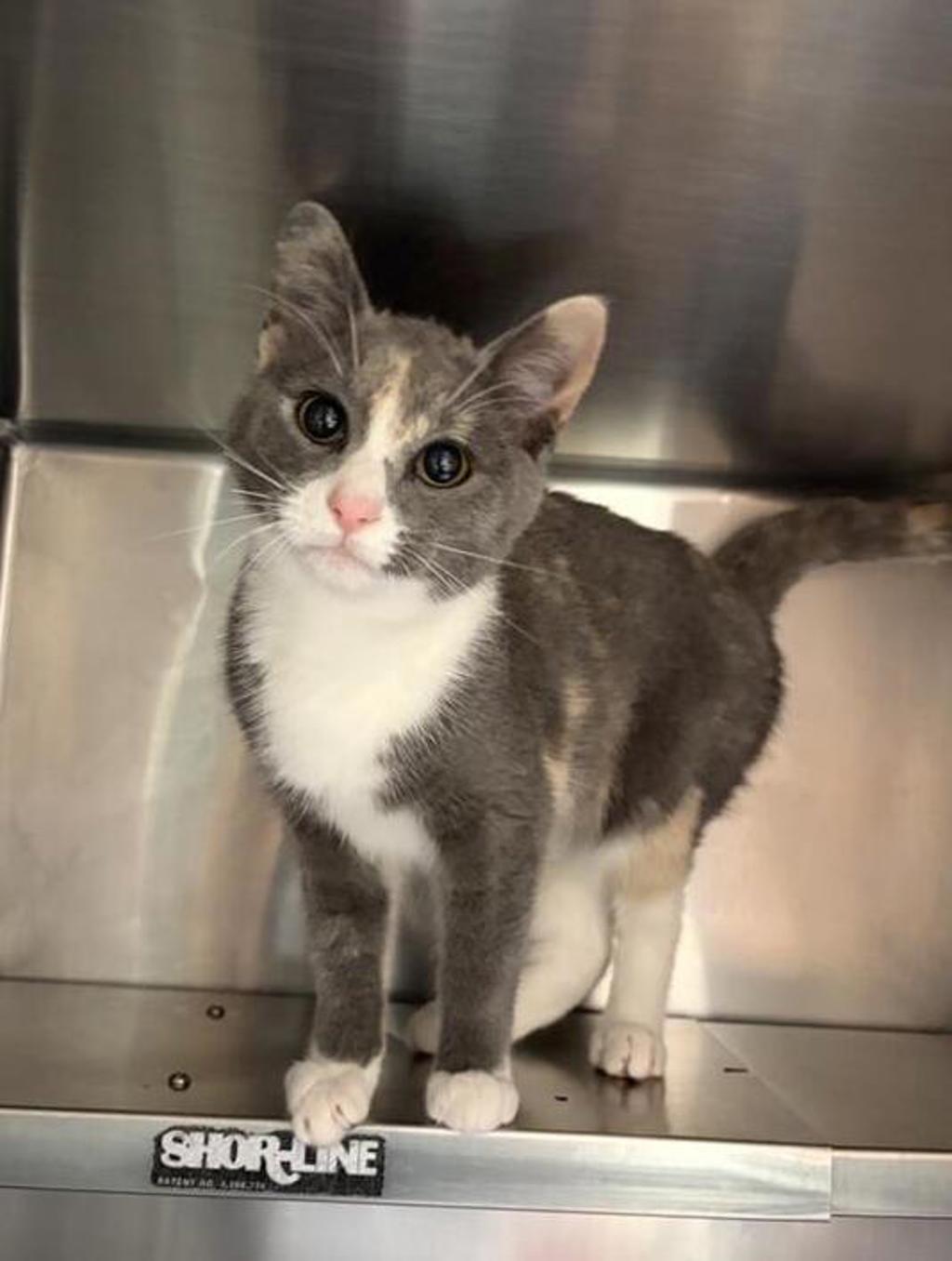 Shelter Stray Female Cat last seen Near block of 2nd Ave NE, GREAT FALLS, MT, 59404, 1010 25th Ave NE, Great Falls, MT 59404, USA