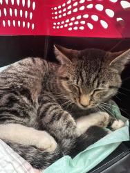 Shelter Stray Male Cat last seen Bucklin Hill Road, Silverdale, WA, 98383, 9167 Dickey Rd NW, Silverdale, WA 98383, USA