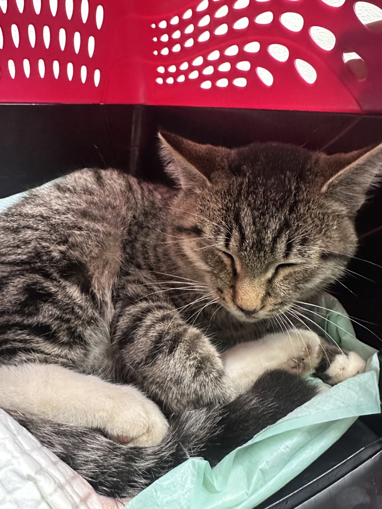 Shelter Stray Male Cat last seen Bucklin Hill Road, Silverdale, WA, 98383, 9167 Dickey Rd NW, Silverdale, WA 98383, USA