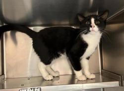 Shelter Stray Male Cat last seen Near block of 2nd Ave NE, GREAT FALLS, MT, 59404, 1010 25th Ave NE, Great Falls, MT 59404, USA