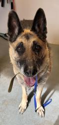 Shelter Stray Female Dog last seen Near S Crystal River Drive, MURRAY CITY, UT, 84123, 511 W 3900 S, Salt Lake City, UT 84123, USA