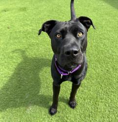 Shelter Stray Male Dog last seen Near Industry Lane, Oceanside, CA, 92054, Oceanside, CA 92058, USA