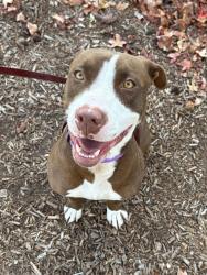Shelter Stray Female Dog last seen Near Soledad Road, San Diego, CA, 92109, 5500 Gaines St, San Diego, CA 92110, USA
