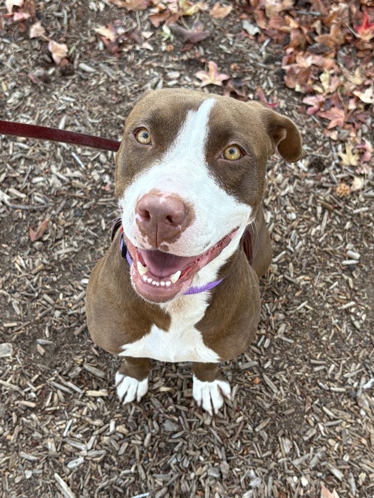 Shelter Stray Female Dog last seen Near Soledad Road, San Diego, CA, 92109, 5500 Gaines St, San Diego, CA 92110, USA